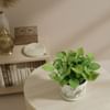 Buy Serene Fortune Money Plant With A Camel Planter