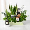 Serene Green Luxe Hamper Online