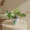 Gift Serene Greens Aglaonema Plant In White Peacock Planter
