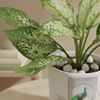 Buy Serene Greens Aglaonema Plant In White Peacock Planter