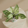 Shop Serene Greens Aglaonema Plant In White Peacock Planter