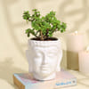 Serene Jade Plant in a Buddha Planter