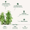 Shop Serene Jade Plant in a Ceramic Buddha Planter