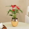Gift Serene Red Anthurium Plant In Rose Gold Vase