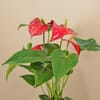 Shop Serene Red Anthurium Plant In Rose Gold Vase
