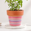 Buy Serene Tulsi In Ceramic Planter