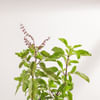 Shop Serene Tulsi In Ceramic Planter