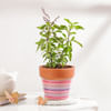 Serene Tulsi In Ceramic Planter Online