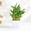 Gift Serene Two-Layered Bamboo Plant With Metal Diyas