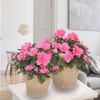 Set of 2 pink Azalea Online