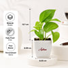 Buy Shubh Diwali Personalized Plant & Chocolates Combo