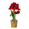 Single Potted Amaryllis Bulb Garden Online