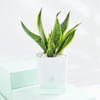 Shop Snake And Jade Plant With Self-Watering Planter