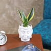 Gift Snake Beauty Plant in a Buddha Pot