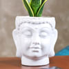 Shop Snake Beauty Plant in a Buddha Pot