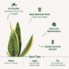Shop Snake Lotus Plant And Self Watering Planter