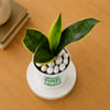 Gift Snake Lotus Plant and Self-Watering Planter for Dad