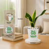 Shop Snake Lotus Plant and Self-Watering Planter for Dad