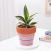 Snake Lotus Plant In Artisan Terracotta Pot Online