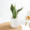Snake Plant In A Modern White Cylindrical Planter Online