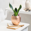 Snake Plant in Copper Planter Online