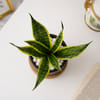 Gift Snake Plant with Clay Planter for Dad