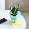 Buy Snake Superba Giftable Plant