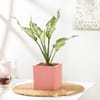 Snow White Aglaonema With Pot Online