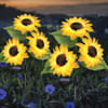 Solar Powered Light - Sunflower - Assorted - Single Piece Online