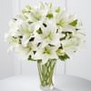 Spirited Grace Lily Online