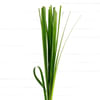 Steel Grass (Bunch of 20) Online