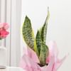 Buy Striking Snake Plant In Blossom Pot