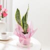 Striking Snake Plant In Blossom Pot Online