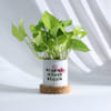 Shop Strong Women Bloom Money Plant