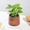 Buy Stunning Money Plant And Wooden Planter