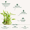 Shop Stunning Two-Layered Bamboo Plant And Mini Birthday Cake
