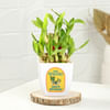 Buy Stunning Two-Layered Bamboo Plant And Mini Birthday Cake