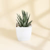 Buy Succulent Sensation Haworthia And Rabbit Cactus With Planter