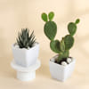 Succulent Sensation Haworthia And Rabbit Cactus With Planter Online