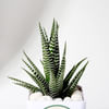 Buy Sucker For You Haworthia Succulent With Pot