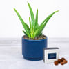 Summer Aloe Vera Online