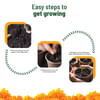 Shop Sunshine Marigold Grow Kit