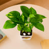 Gift Super Papa's Money Plant With Planter