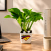 Buy Super Papa's Money Plant With Planter