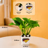 Shop Super Papa's Money Plant With Planter