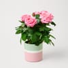 Sweet Light Pink Roses in Ceramic Pot