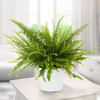 Sword Fern Online