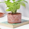 Shop Terracotta Charm Money Plant