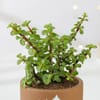 Buy Terracotta Jade Christmas Planter