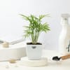 Gift The Fresh Three Plant Set